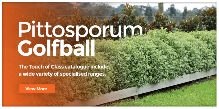 Pittosporum Banner 2015
