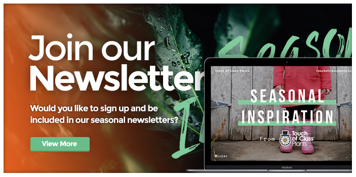 Banner-Newsletter-2017-v1